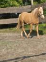 Gelding French Saddle Pony For sale 2022 Palomino