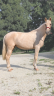 Mare PRE Pure Spanish Bred For sale 2023 Palomino