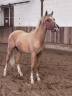 Colt French Saddle Pony For sale 2024 Palomino