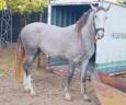 Entire PRE Pure Spanish Bred For sale 2023 Grey