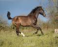Gelding Lusitano For sale 2024 Black