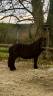 Gelding Shetland Pony For sale 2022 Dark Bay
