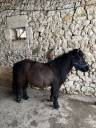 Filly Shetland Pony For sale 2023 Dark Bay