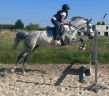 Mare Origin Recorded For sale 2015 Grey