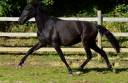 Mare PRE Pure Spanish Bred For sale 2023 Black