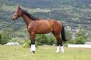 Gelding Selle Fran&ccedil;ais For sale 2020 Bay