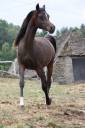 Avalon Saiph  - Arabian 2023 by Avalon Be Beautiful