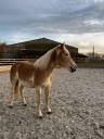 Mare Haflinger For sale 2022 Silver dapple