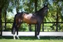 Mare Hanoverian For sale 2020 Bay