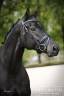 Mare KWPN Dutch Warmblood For sale 2019 Black