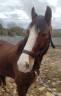 Gelding New Forest For sale 2022 Bay