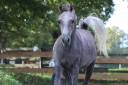 Gelding Arabian For sale 2024 Grey
