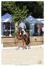 Gelding BWP Belgian Warmblood For sale 2013 Chesnut