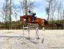 Gelding KWPN Dutch Warmblood For sale 2020 Chesnut