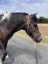 Gelding No Origin Recorded For sale 2012 Coloured