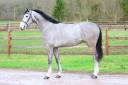 Gelding Zangersheide For sale 2021 Grey