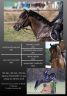 Secret d'Arquetan - French Saddle Pony 2006 by GEDEON DES MAUVIS