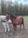 Entire Haflinger For sale 2025 Dark Bay
