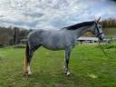 Mare Hanoverian For sale 2021 Grey