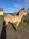 Gelding Connemara For sale 2025 Buckskin
