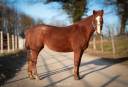 Gelding Paint For sale 2018 Chesnut