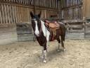 Gelding Paint For sale 2020 Tobiano