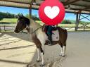 Gelding Paint For sale 2020 Tobiano