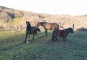 Filly New Forest For sale 2025 Black
