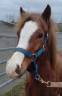 Mare French Saddle Pony For sale 2022 Red roan