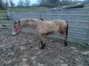 Gelding New Forest For sale 2022 Buckskin