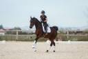 Mare KWPN Dutch Warmblood For sale 2016 Bay