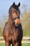 Gelding KWPN Dutch Warmblood For sale 2022 Bay