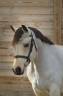 Mare Welsh Part Bred For sale 2020 Buckskin