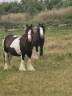 Broodmare Tinker For sale 2013 Tobiano