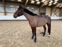 Gelding Selle Fran&ccedil;ais For sale 2021 Bay