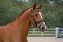 Gelding Selle Fran&ccedil;ais For sale 2015 Chesnut