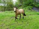Mare Welsh Part Bred For sale 2021 Buckskin