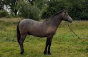 Gelding Connemara For sale 2024 Grey
