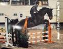 Mare sBs Belgian Warmblood For sale 2012 Bay