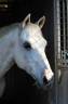 Gelding Other Pony Breed For sale 2008 White