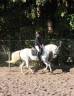 Mare Lusitano For sale 2014 Grey