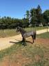 Gelding Connemara For sale 2024 Grey