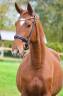 Gelding Hanoverian For sale 2022 Chesnut