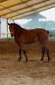 Filly Cheval de Selle Italien For sale 2022 Bay
