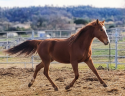Mare New Forest For sale 2024 Chesnut