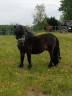 Stallion Shetland Pony For sale 2012 Dark Bay