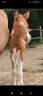 Filly French Saddle Pony For sale 2025 Tobiano