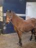 Broodmare Dartmoor For sale 2004 Bay