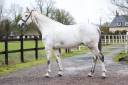 Gelding KWPN Dutch Warmblood For sale 2015 Grey