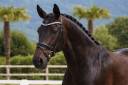 Mare Lusitano For sale 2019 Dark Bay